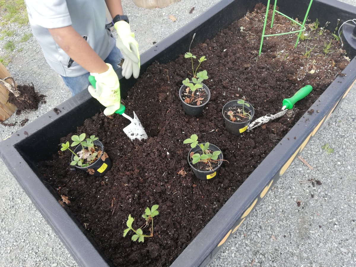 Dedicated Green Thumb Club member adding young strawberries to our Spring planters. He's a natural! 🌱 #sd36learn