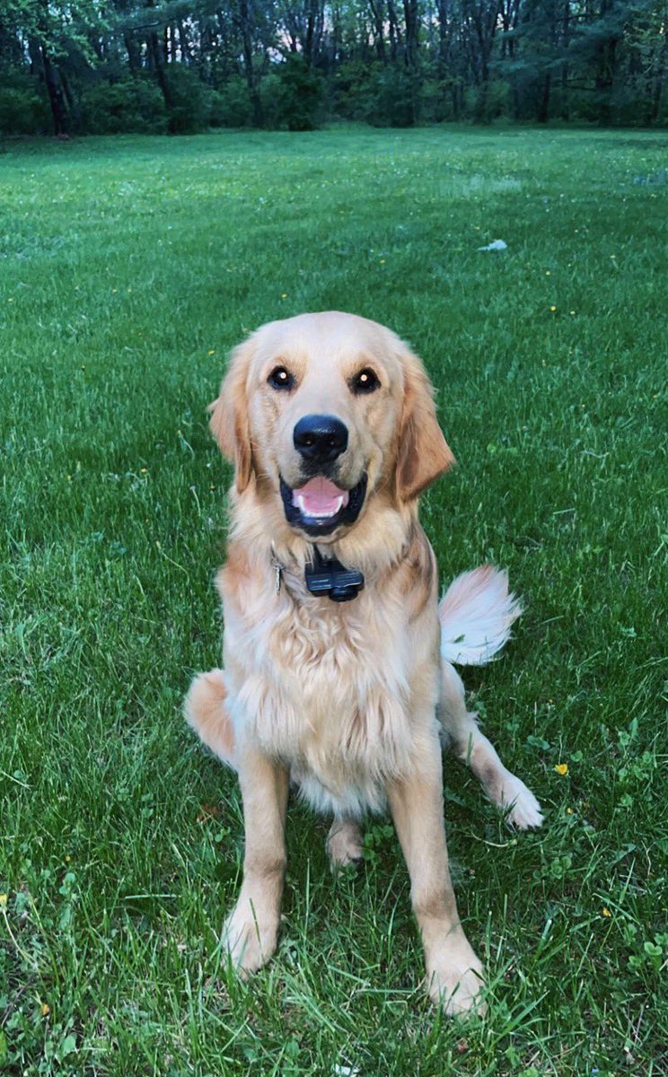 Coach_Lape_'s tweet photo. Cash turned one the other day! Best dog a man can ask for. #GoldenDad https://t.co/vqVN4INbzY