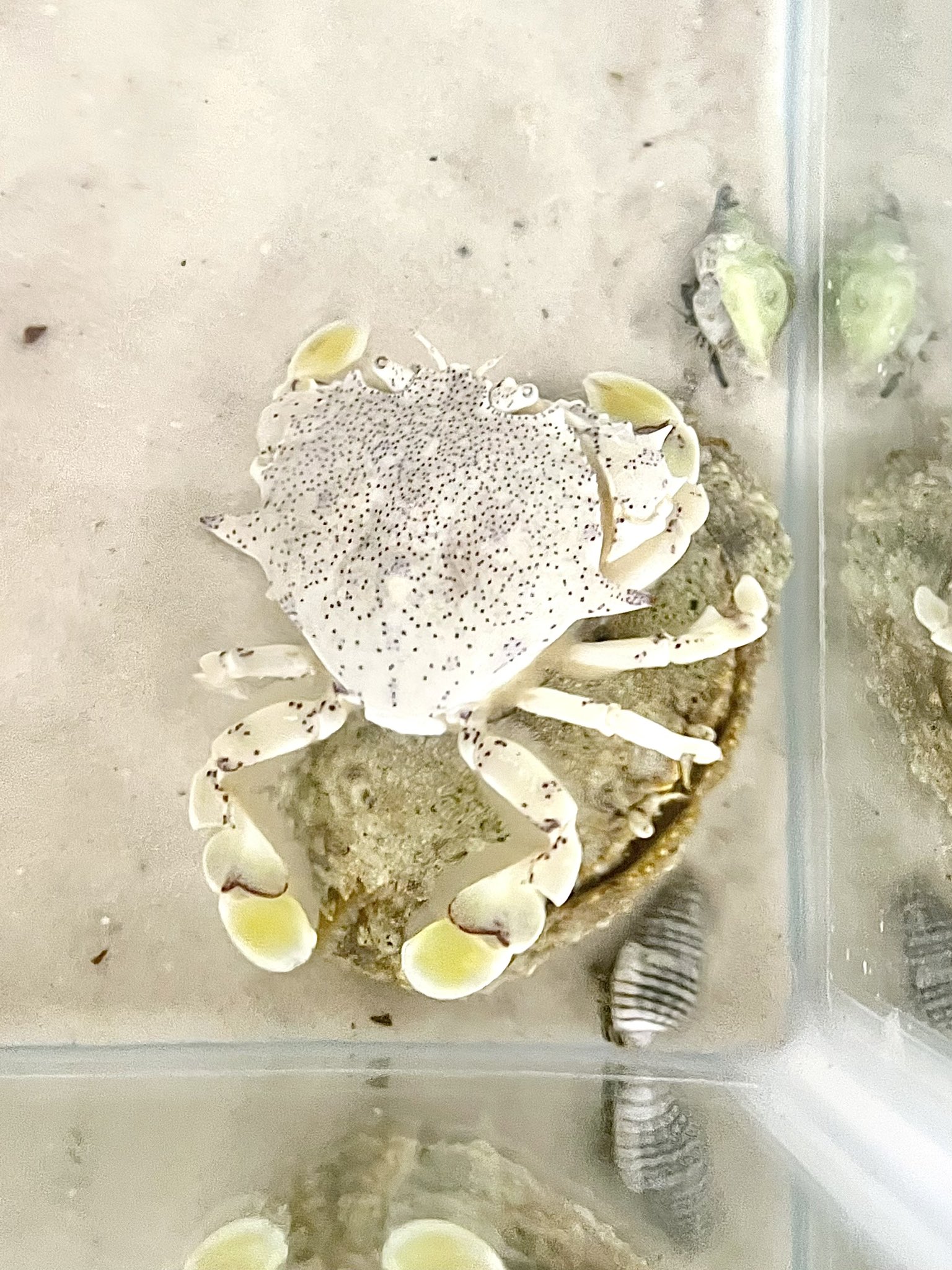 Boxcrab Twitter Search Twitter