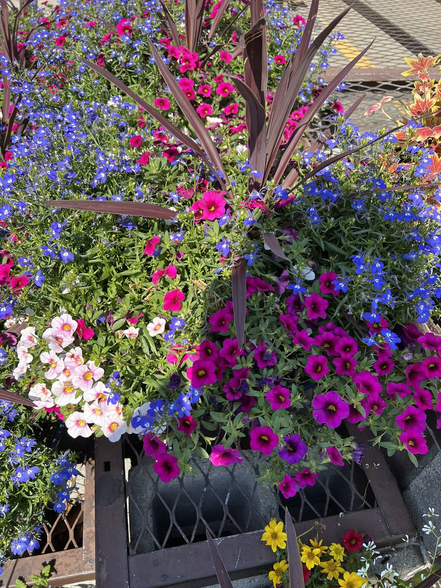 Lora Bishop tweet media