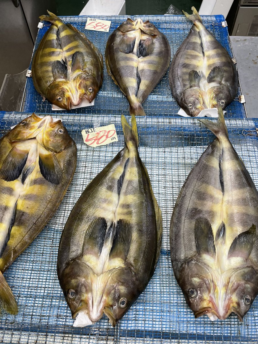minashin219's tweet photo. 毎度様です〜😄
今日は青森産生ミンククジラ入りましたよ🤭g298円で販売中😊
プレミアム〆さば、クロメヌケ塩〆、特大ヒラメ塩〆、生ニシンもありますよ✊
皮まで美味しい開きしまホッケも登場🫡
本マス、生ホッケ、生キンキも🫣
#室蘭　#白鳥台　#ハイフィッシュみなしん https://t.co/V8ZQ5rLXSm