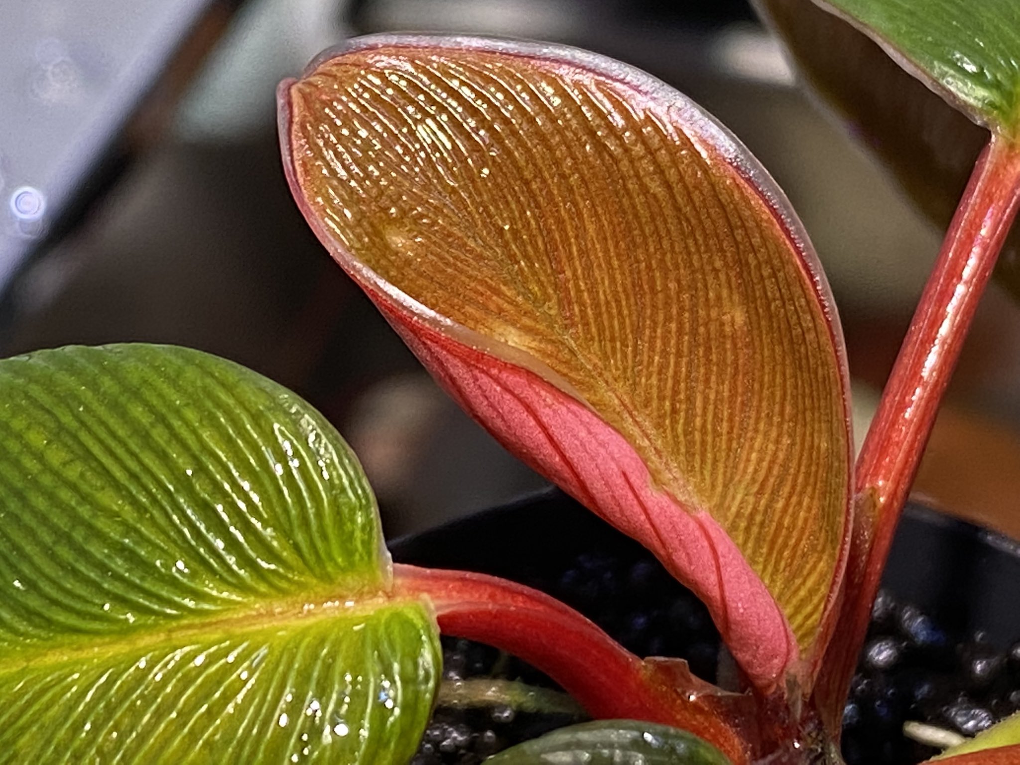 Homalomena \"超蛇腹\" from Kalimantan ★ホマロメナ KENZO on X: 