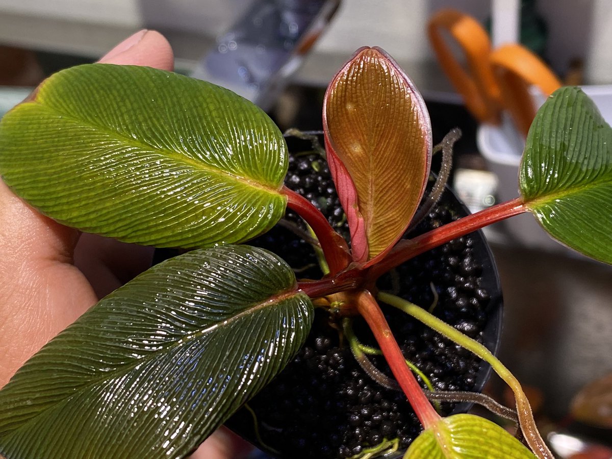 TBさんの方の超蛇腹やったと思う これも引越し後に1度葉っぱ無くなった