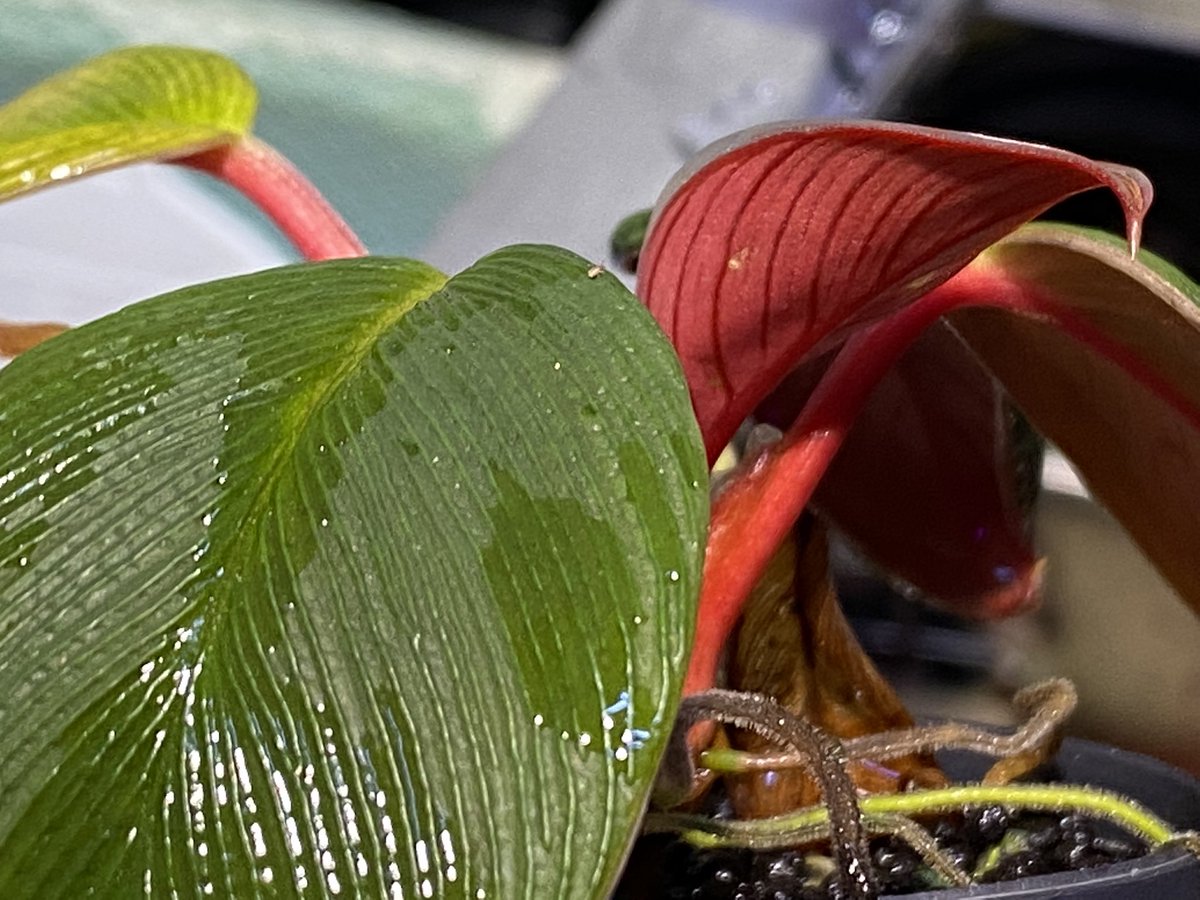 TBさんの方の超蛇腹やったと思う これも引越し後に1度葉っぱ無くなった