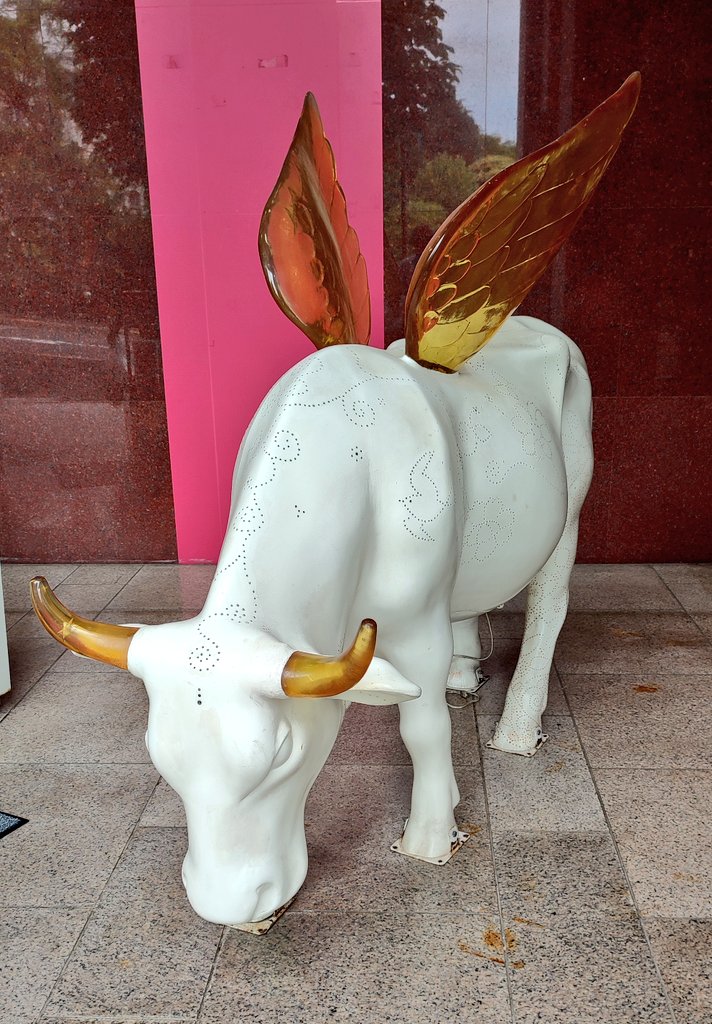 DavidHelkowski's tweet photo. When cows fly. Oh wait... The expression is pigs not cows. https://t.co/AiDi3dfNVw