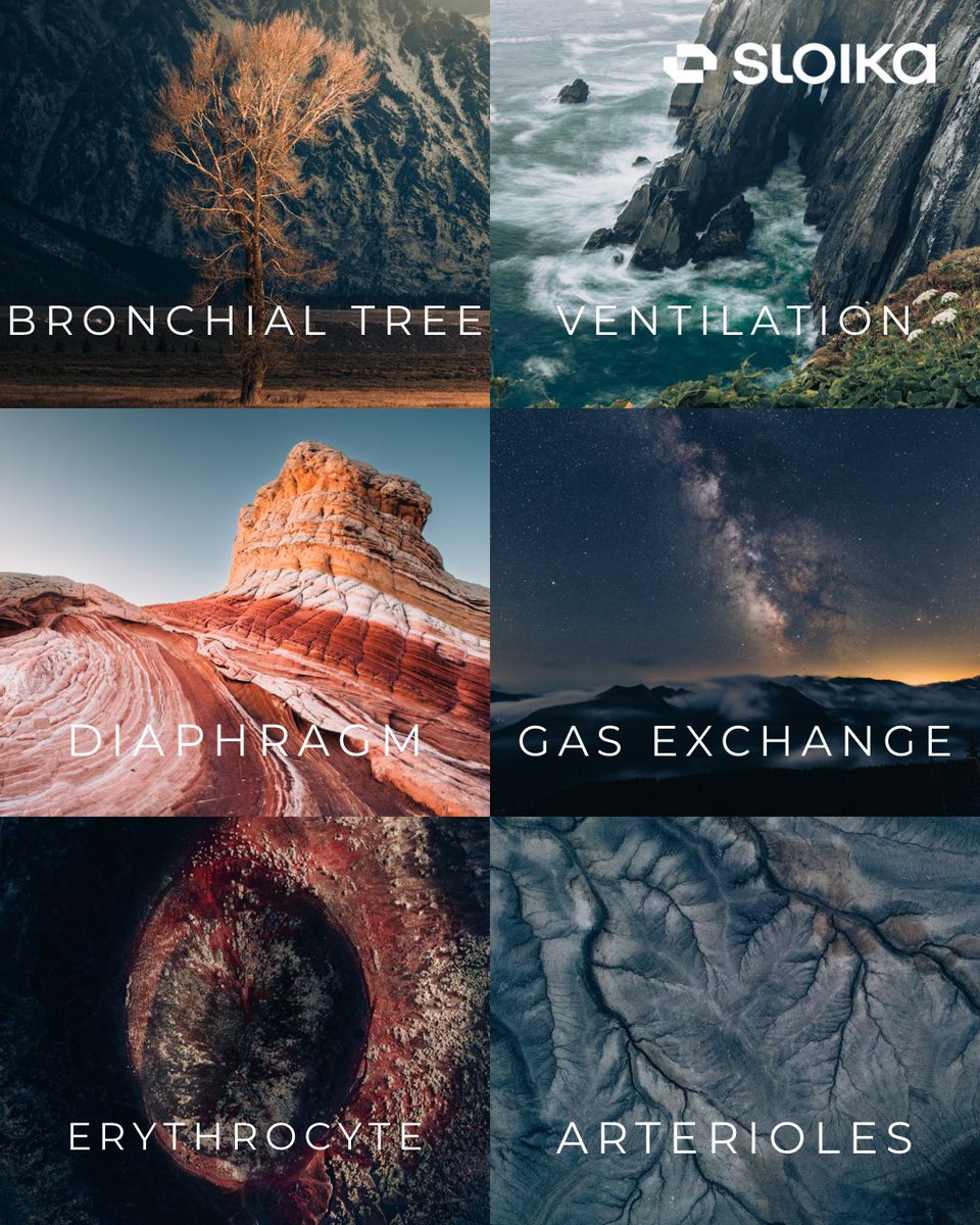 benjobiwan_'s tweet photo. Just a reminder that each of these images teach about various types of physiology and anatomy and ALL the profits are to be donated to primary children’s hospital and research. Check them out on @sloikaxyz https://t.co/DZXIxGe02X