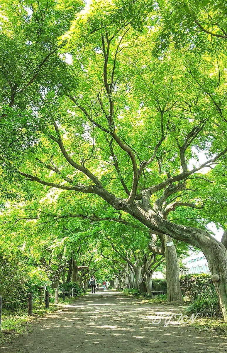新緑のトンネル☘️🌲
東京都文京区・小石川植物園です。
                          2022.05.18に撮影