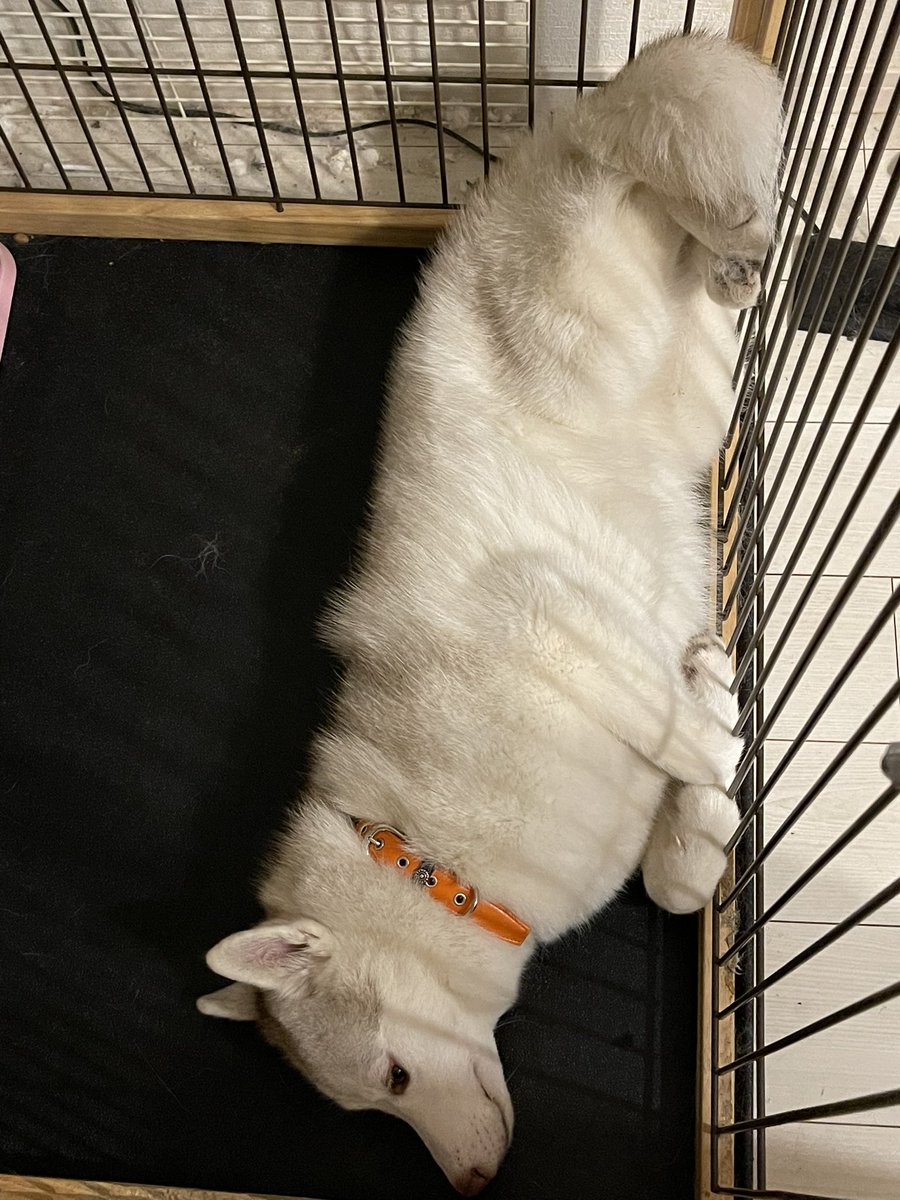 あんた本当可愛いね🐕