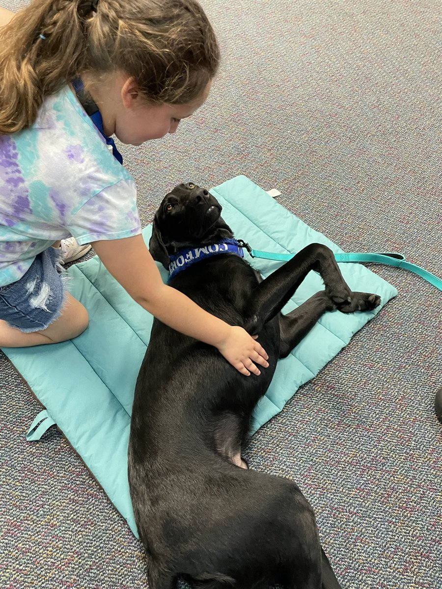 percysclass's tweet photo. Lenny the comfort dog came to practice his training in our room!  He is going to be fantastic comfort dog when he is ready. @BlackBearkats @comfort_dogs #heartofabearkat #bearkatbest #comfortdogsrock https://t.co/GjNtYGKCKF