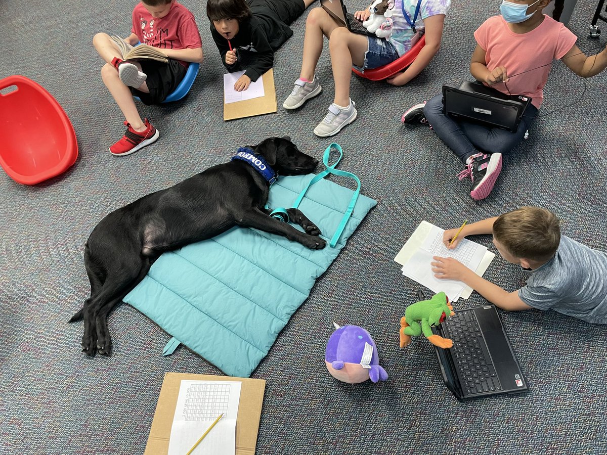percysclass's tweet photo. Lenny the comfort dog came to practice his training in our room!  He is going to be fantastic comfort dog when he is ready. @BlackBearkats @comfort_dogs #heartofabearkat #bearkatbest #comfortdogsrock https://t.co/GjNtYGKCKF