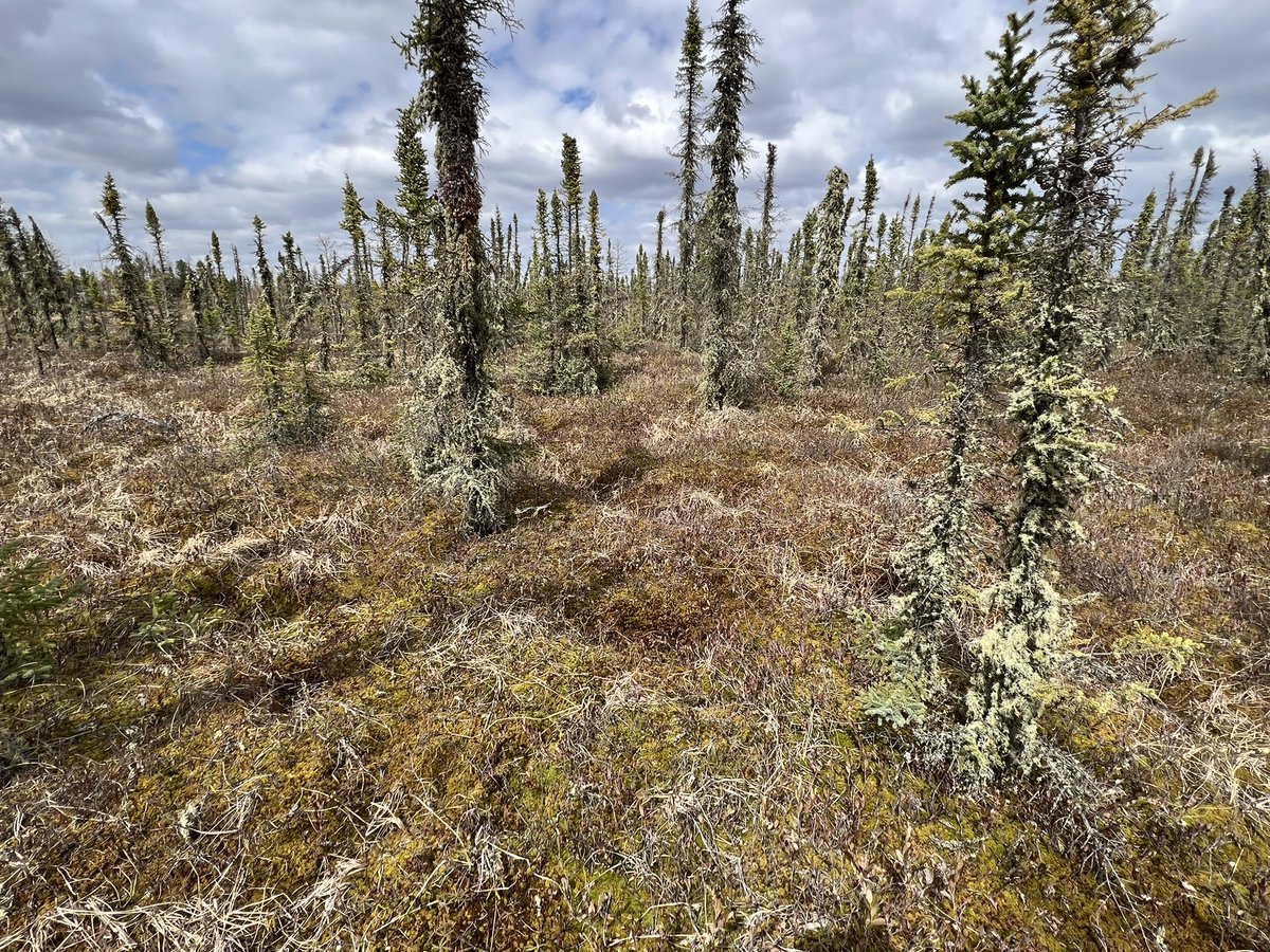 Dr Scott J. Davidson tweet media