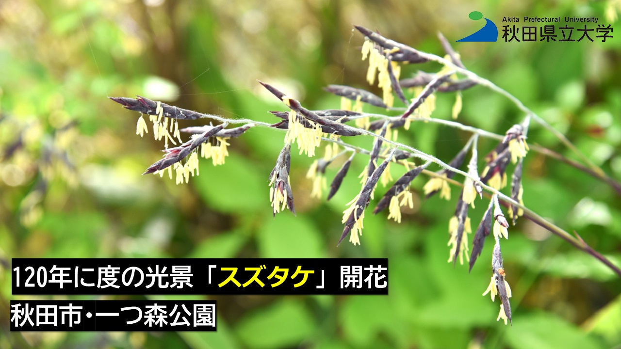 日本：120年ぶりに一種の竹が開花しようとしているが、大惨事になる可能性がある