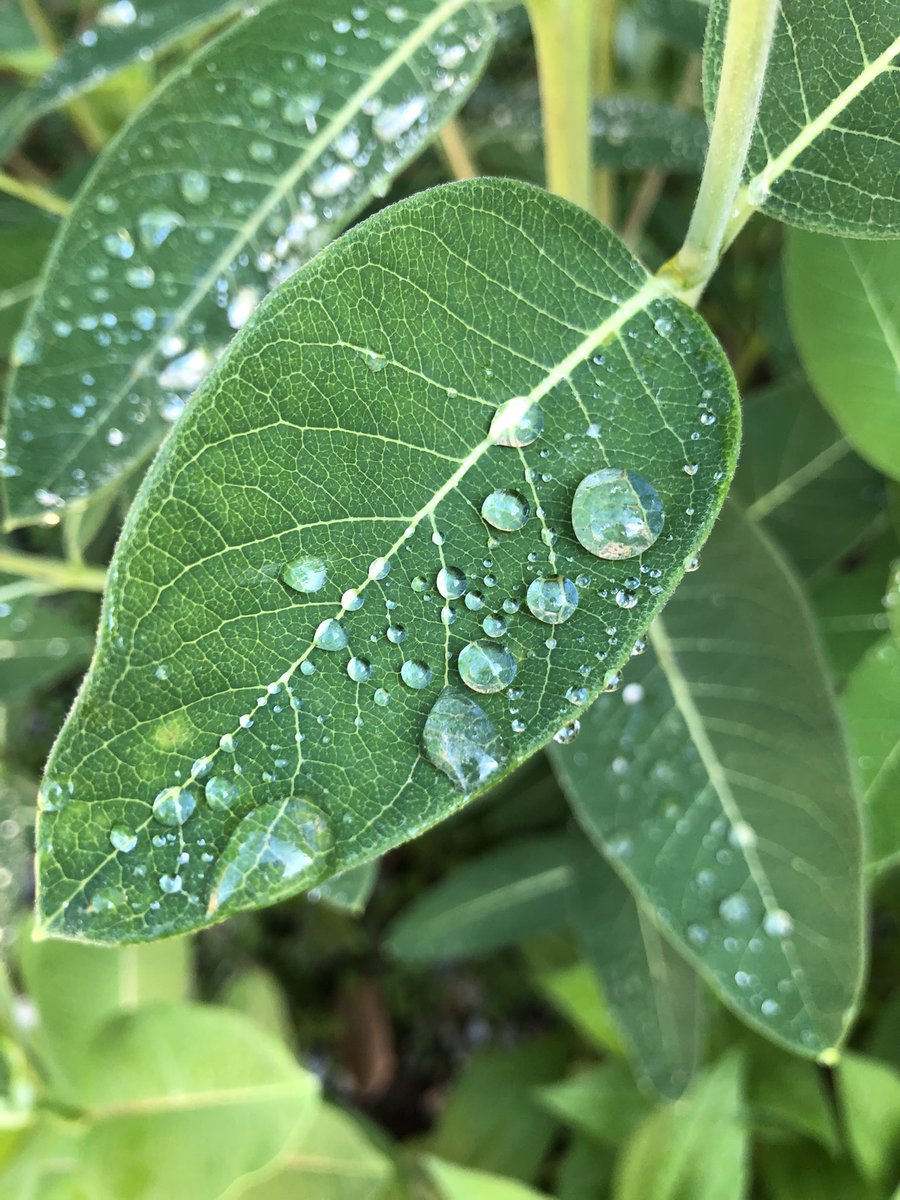 forest_peck's tweet photo. The milkweed outside the gym door had the most beautiful drops of dew this morning. I’m not sure which pic is my favorite. https://t.co/NZIaPkmq3K