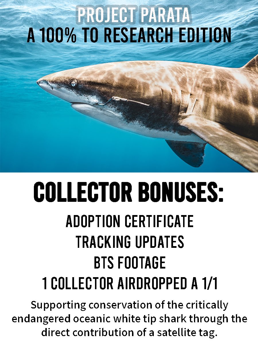 Project Parata’ is now LIVE. 
A 100% for research initiative for the critically endangered oceanic white tip shark. 

🦈 15/25 remain 
🦈 0.05 ETH 
🦈 incredible unlockables!
🦈 contributes one satellite tag 

More info on the project here ⏬