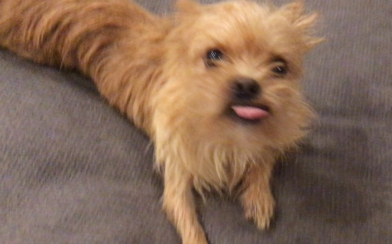 thebitsyndicate's tweet photo. @MikeVaynerchuk Roscoe! $6000 and counting for sudden blindness late April ...  remains undiagnosed even after MRI, so more tests await. 🙏  Doing better! He's only 5. https://t.co/UPy2CNiVtO