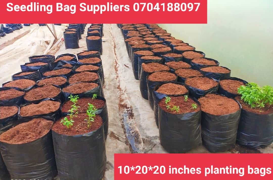 The size is now available