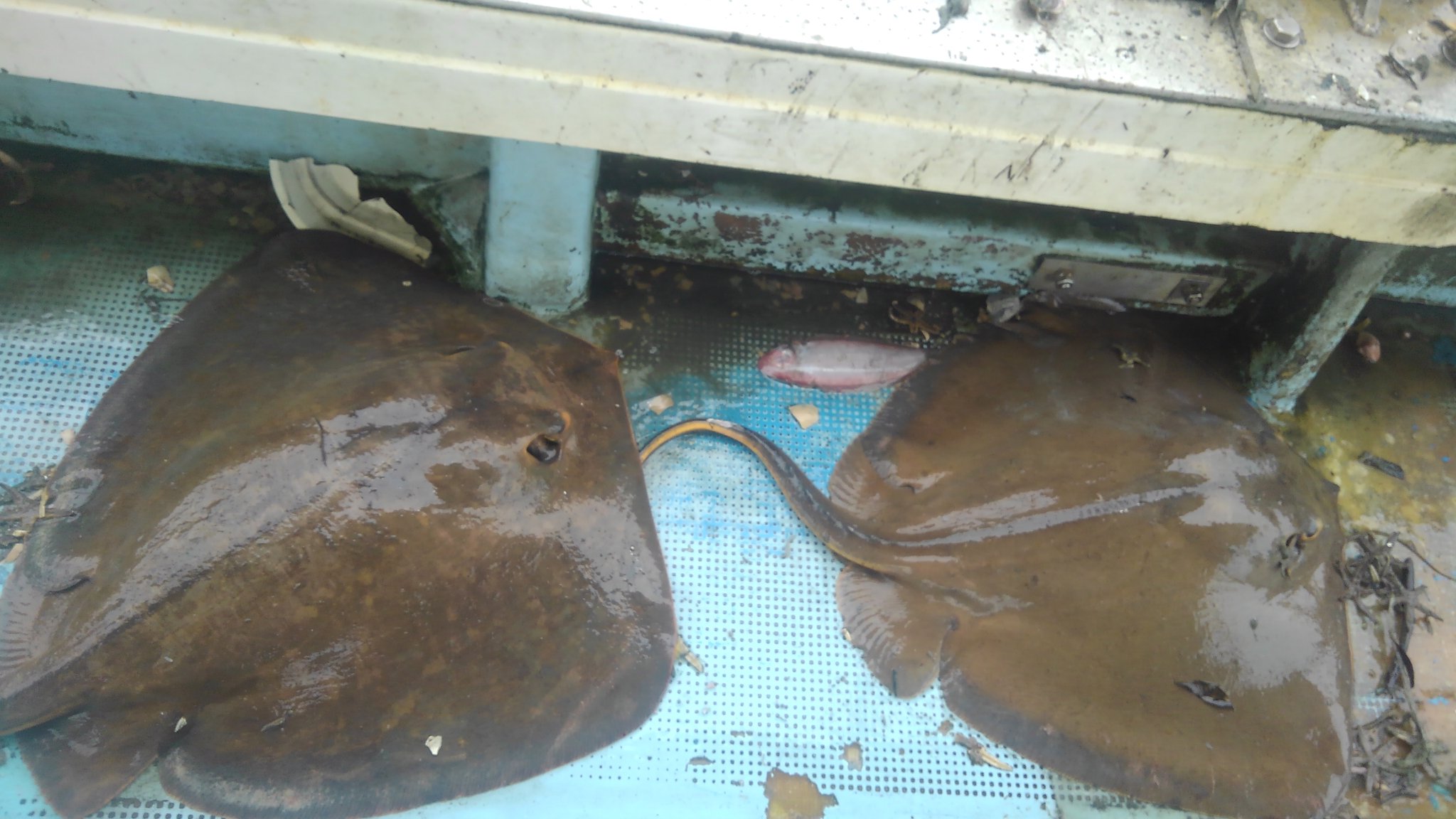 赤エイ Twitter Search Twitter