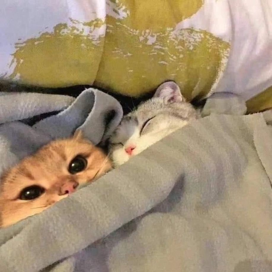 whosluvs's tweet photo. could be us rn https://t.co/N8HedOLxdn