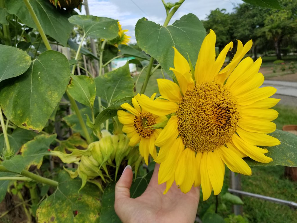 Se cumplen 127 años de la caída en combate de nuestro Héroe Nacional, pero  #MartíVive en el quehacer de los #JóvenesEnAcción
#TenemosMemoria #CubaViveEnSuHistoria <a href="/PresidenciaCuba/">Presidencia Cuba 🇨🇺</a> 
<a href="/AMA_CUBA/">AMACuba</a>