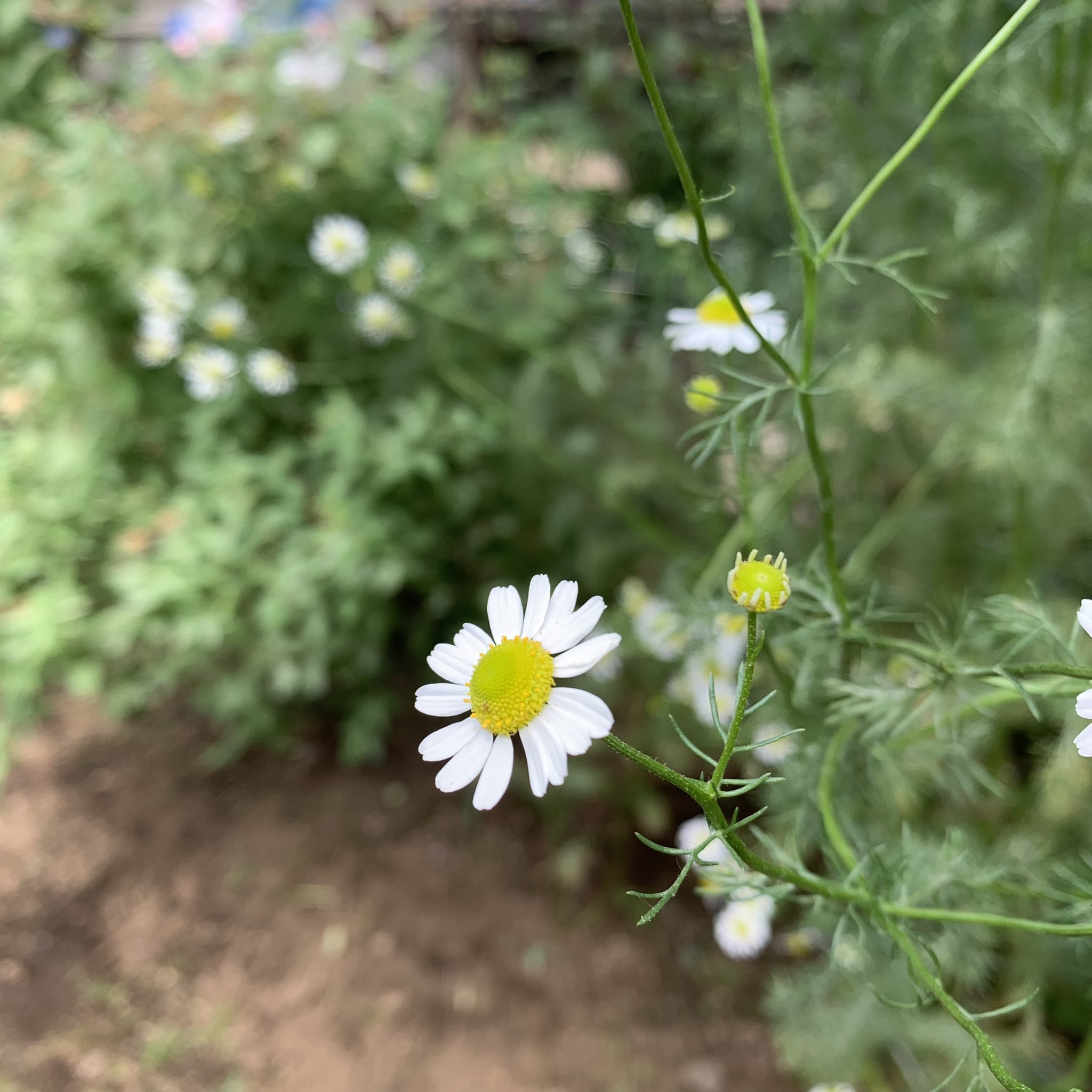 カモミール Chamomile Milk5 Twitter