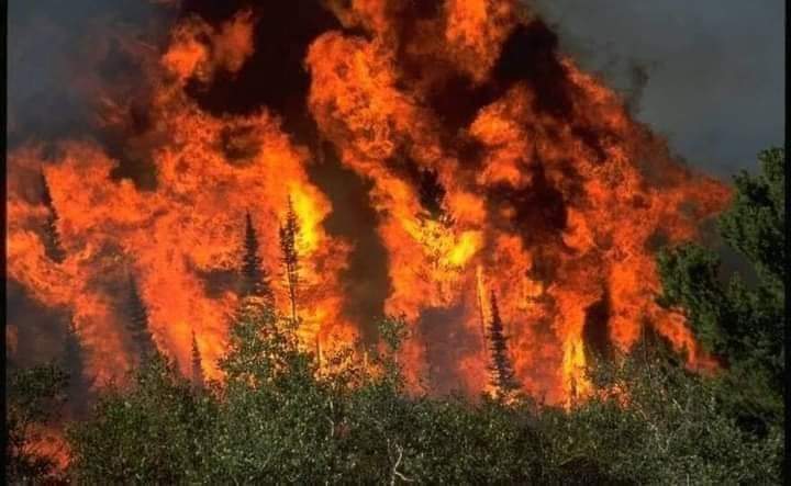 ShahHamra's tweet photo. #SaveKohESulaiman
#savesheraniforests
#Savedeforestation
#Savewildlife
#kpwildlifeDepartment
#KPForestDepartment
#UN #worldwildlifefund https://t.co/h4zO4IUXCA