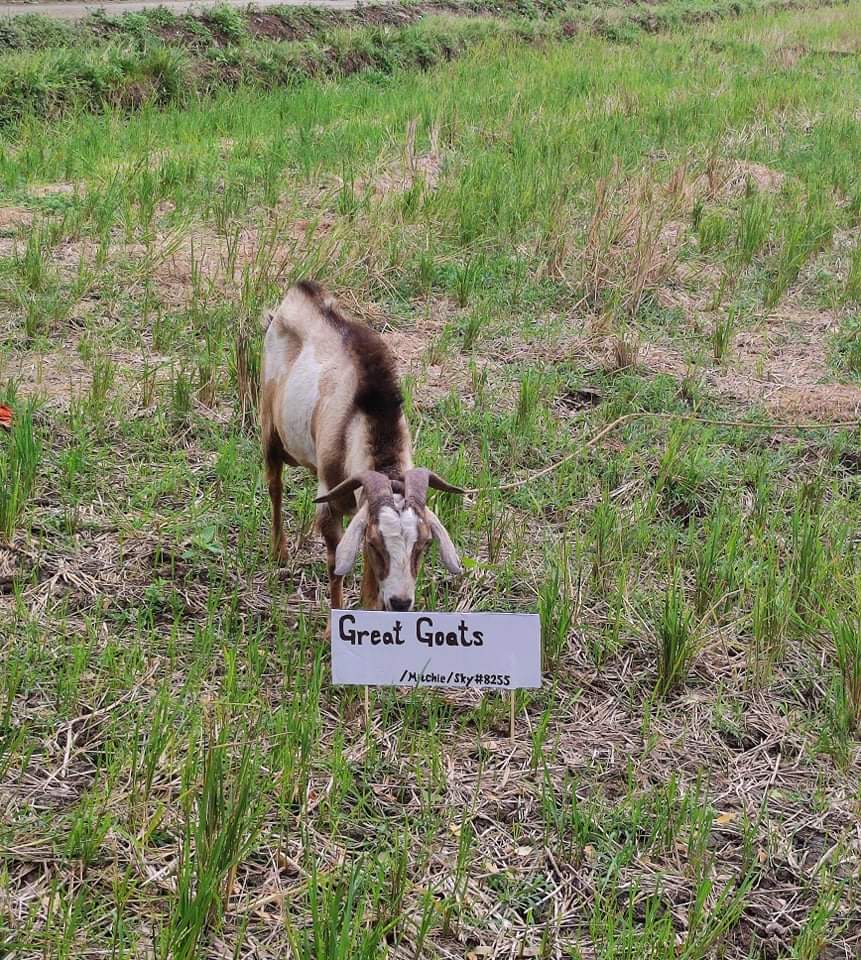 MichelleBondo14's tweet photo. #GreatGoats 

Using DIY WALLPAPER STICKER for Letters and Numbers❤️‍🔥

The Goat was so great when i put my poster he was already go there❤️

#HopeyoulikeitFam❤️‍🔥
/Mitchie /Sky#8255 https://t.co/PxredUdKKr