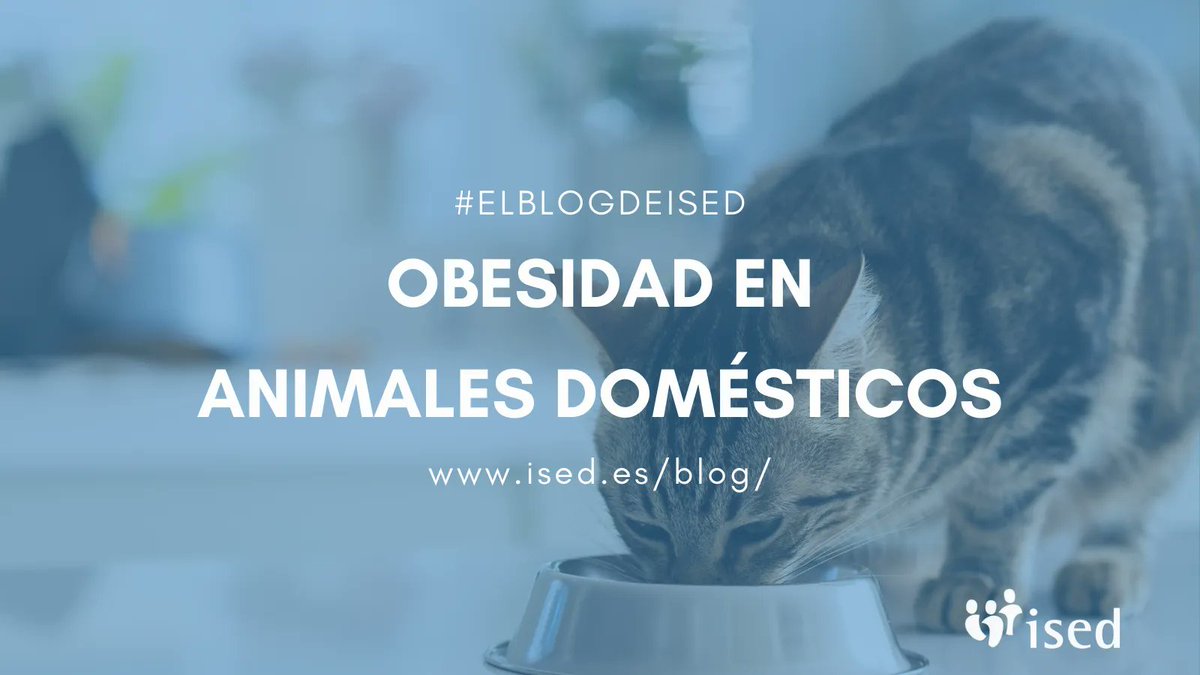 ISED_Formacion's tweet photo. La #obesidad es la #enfermedad relacionada con la #nutrición, más frecuente en #perros y #gatos. Se define como un exceso de grasa en el cuerpo.

👇 Más información en #ElBlogdeIsed

🌍 https://t.co/sQNCMjaV5p https://t.co/zk3mM64qwB