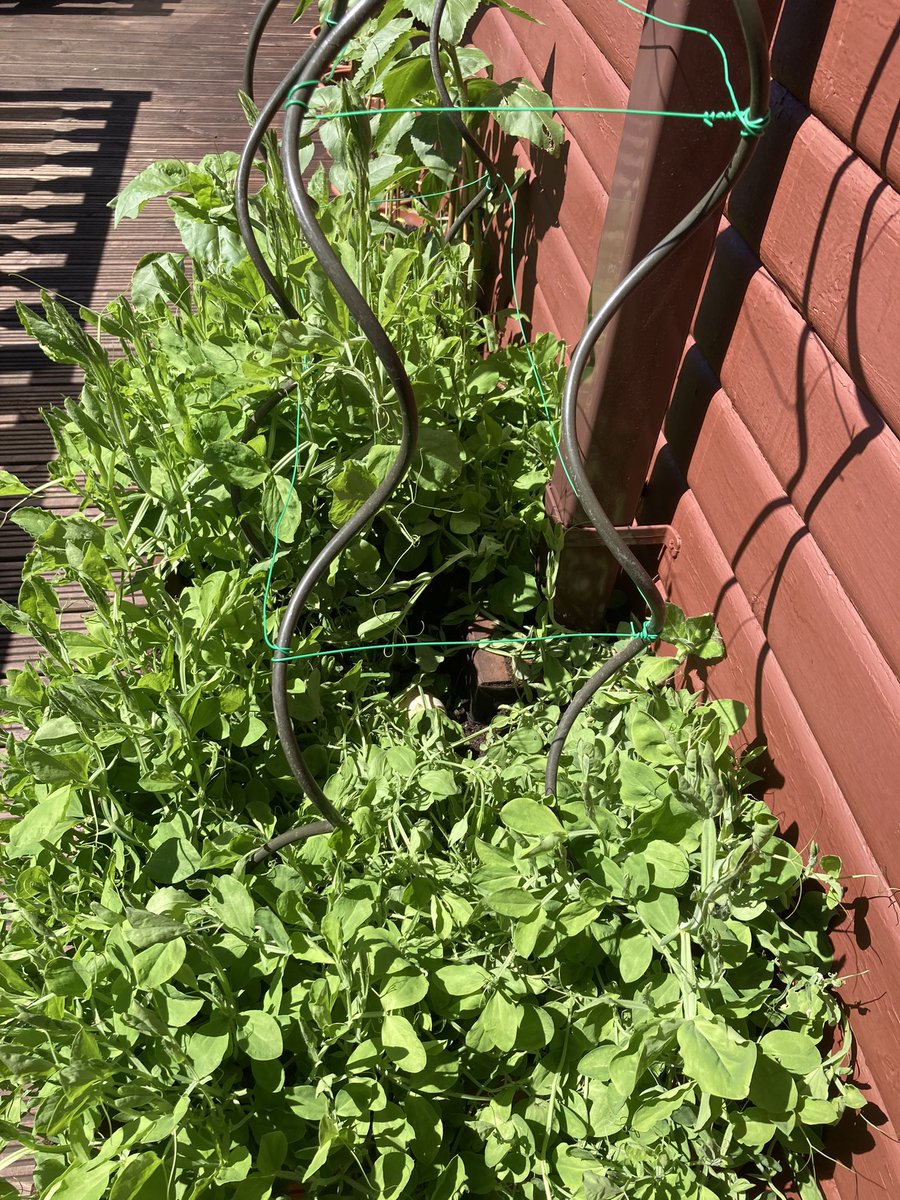 Yesterday a duck had layed an egg in the sweet peas today she has been back and we now have 2 🥚🦆😱I’m beyond Egg’sited 🤪 fingers crossed we get chicks 🐣 @Chezzy310373