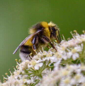ViBreaking's tweet photo. Happy World Bee Day!! A White Tailed Bumblebee. @WoodlandTrust @Natures_Voice @WorcsWT @WildlifeMag #bees #WorldBeeDay https://t.co/c17xqnHLxr
