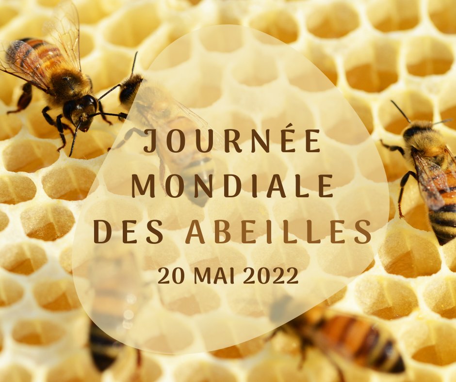 Bureau du Développement Durable (@b3dtbs) on Twitter photo 🐝 Aujourd'hui, c'est la journée mondiale des #abeilles !
🍯Depuis 2016, le campus Entiore <a href="/tbs_education/">TBS Education</a> accueille 4 #ruches, gérées par <a href="/ApiOccitanie/">Syndicat des Apiculteurs d’Occitanie 🐝</a>
🌱Le #miel récolté permet de sensibiliser étudiants et le personnel de #TBSeducation sur la préservation de la #biodiversité 🐝 Aujourd'hui, c'est la journée mondiale des #abeilles !
🍯Depuis 2016, le campus Entiore <a href="/tbs_education/">TBS Education</a> accueille 4 #ruches, gérées par <a href="/ApiOccitanie/">Syndicat des Apiculteurs d’Occitanie 🐝</a>
🌱Le #miel récolté permet de sensibiliser étudiants et le personnel de #TBSeducation sur la préservation de la #biodiversité