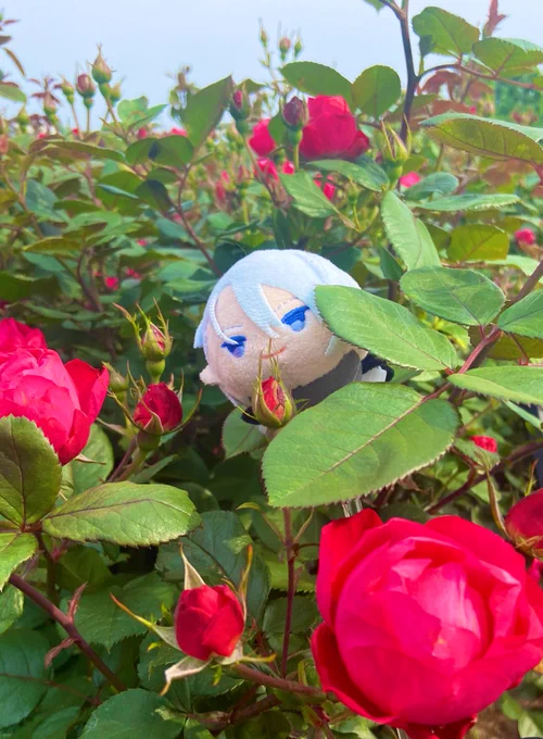 ちょぎモ、放牧 