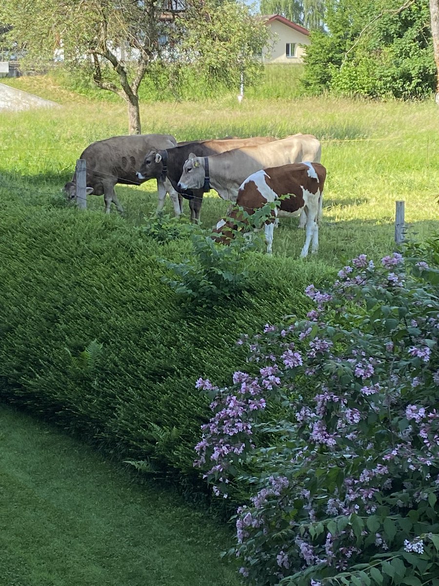 View from my office window: direct link to #dairy  #cattle #genetics
