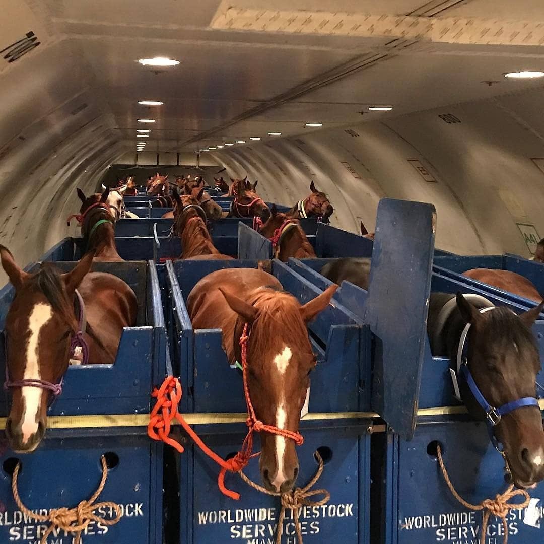mailiendo's tweet photo. ………. air horse one 😮‍💨 https://t.co/XQBxSGXErB