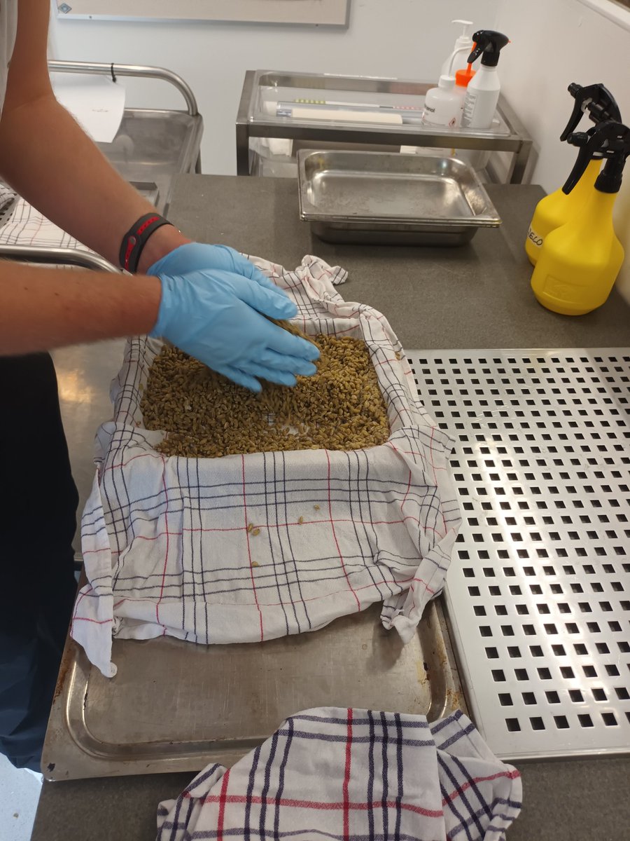 cna_ani's tweet photo. Making Freekeh Kōji with KOST, for develpment of tasty and healthy ferments
#BoostSpring22
@MkeYoung
#koji #food #aroma #Copenhagen https://t.co/42YrX42dTv