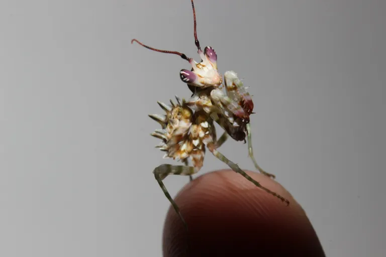 Pensoft's tweet image. As people are opting for 'extraordinary' #pets like the stunning &amp;amp; versatile #mantises, scientists look to find more about those enthusiasts &amp;amp; their preferences.
👉More about the most recent findings published in the @OrthopteraR:
blog.pensoft.net/2022/05/19/are… #Orthoptera #Entomology