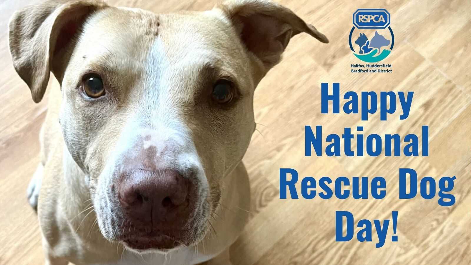 Is Today National Dog Day 2018