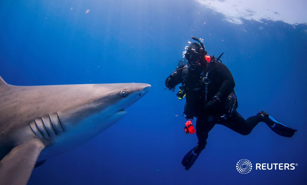 A shark swims past a scuba diver off Jupiter Inlet, Florida, May 18, 2022. 📷 Sam Wolfe <a target=...