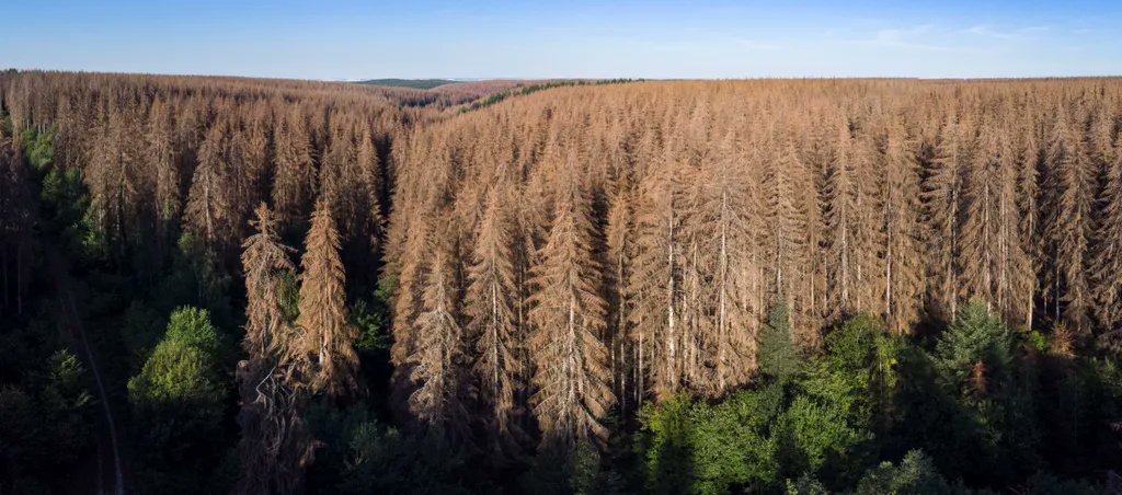 FransylvaFrance's tweet image. [Le saviez-vous ?🤔]
Les #scolytes sont de vrais prédateurs pour les forêts🌲: se nourrissant de la sève des arbres, ils sont capables de décimer des massifs entiers. Appréciant les périodes de sécheresse, leurs attaques se sont multipliées. 
📷  - Sylvain Gaudin © CNPF