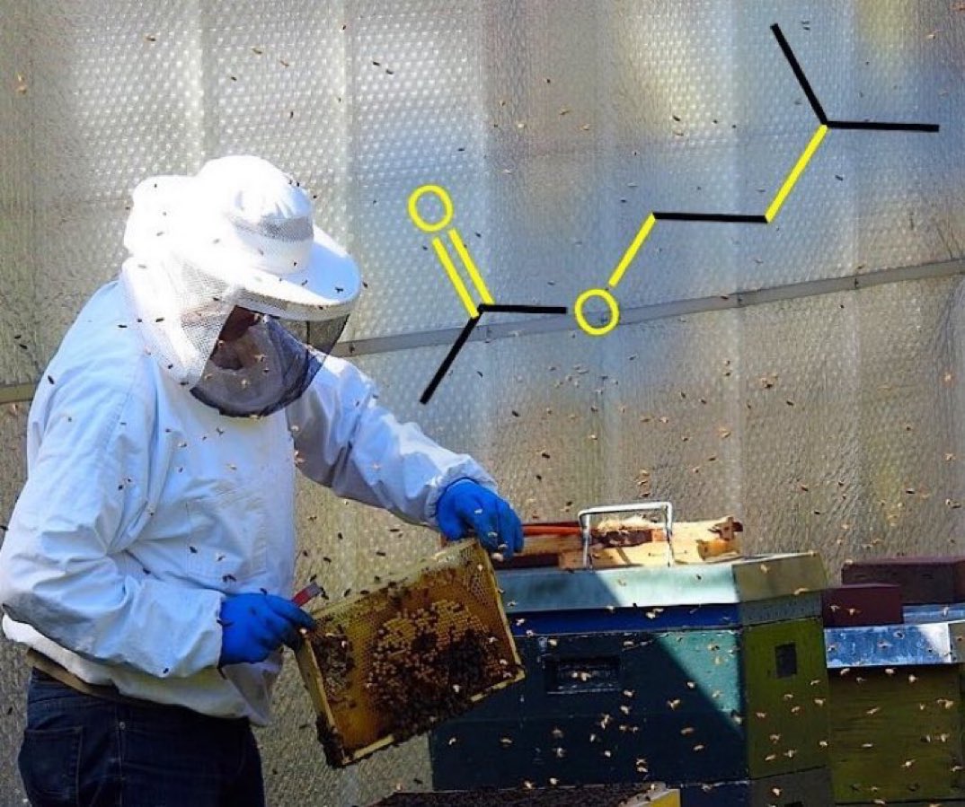 eedcAndy's tweet photo. For the time being it is #WorldBeeDay! Bees use isoamyl acetate (found in bananas) as an alarm pheromone, so a hive of distressed bees smells like bananas! Beekeepers use smoke from a smoker to mask the smell of the molecules & calm their hives down #makeabeelinefor #realtimechem https://t.co/UIbS4bd74j