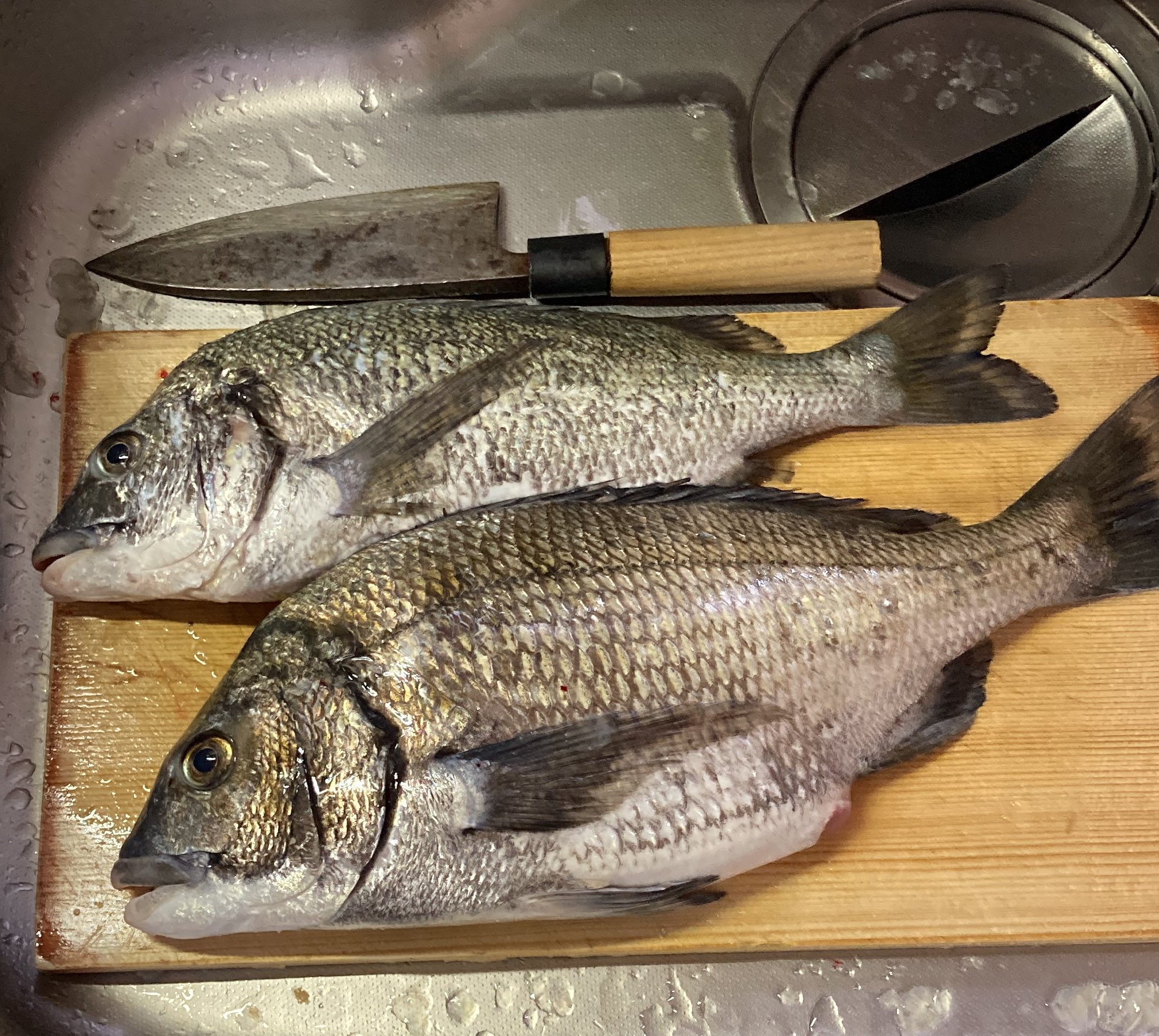 تويتر 三色団子 على تويتر チヌをもらったので 晩ごはんは刺身 出刃包丁だけで 刺身までさばく チヌ 刺身 T Co Joicqmuljt