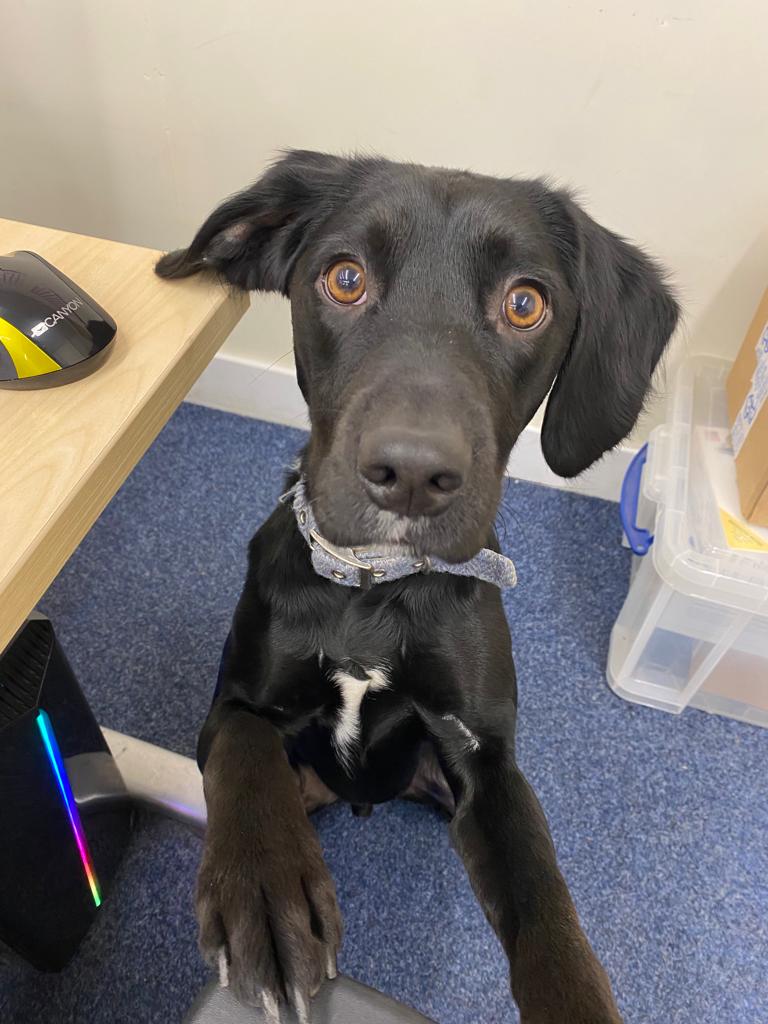 Themutneysdog's tweet image. Today is #NationalRescueDogDay! 🐶
Here are some of Mutneys rescue dogs who will be getting extra treats in the office today to celebrate!

We would love to see photos of your beloved rescue doggos! 

Comment below 👇👇

#mutneys #rescuedogs #adoptdontshop #doggrooming