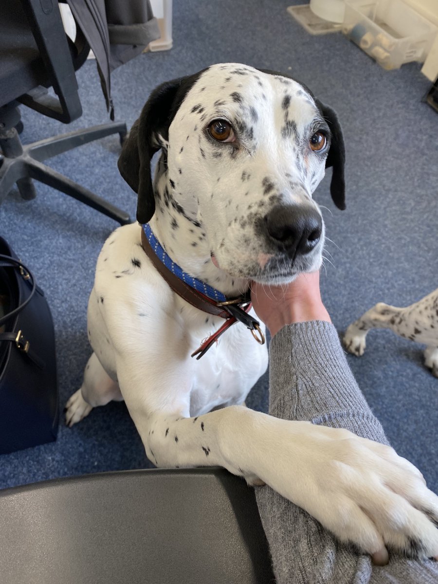 Themutneysdog's tweet image. Today is #NationalRescueDogDay! 🐶
Here are some of Mutneys rescue dogs who will be getting extra treats in the office today to celebrate!

We would love to see photos of your beloved rescue doggos! 

Comment below 👇👇

#mutneys #rescuedogs #adoptdontshop #doggrooming