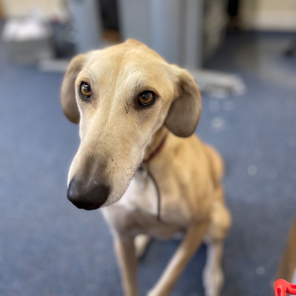 Themutneysdog's tweet image. Today is #NationalRescueDogDay! 🐶
Here are some of Mutneys rescue dogs who will be getting extra treats in the office today to celebrate!

We would love to see photos of your beloved rescue doggos! 

Comment below 👇👇

#mutneys #rescuedogs #adoptdontshop #doggrooming
