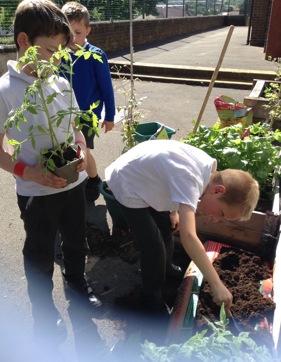 FlanshawJIN's tweet photo. In Gardening club this week we planted runner beans, cauliflower, tomatoes and a raspberry bush #activeants #ecowarriors https://t.co/1EHh6UhUJH