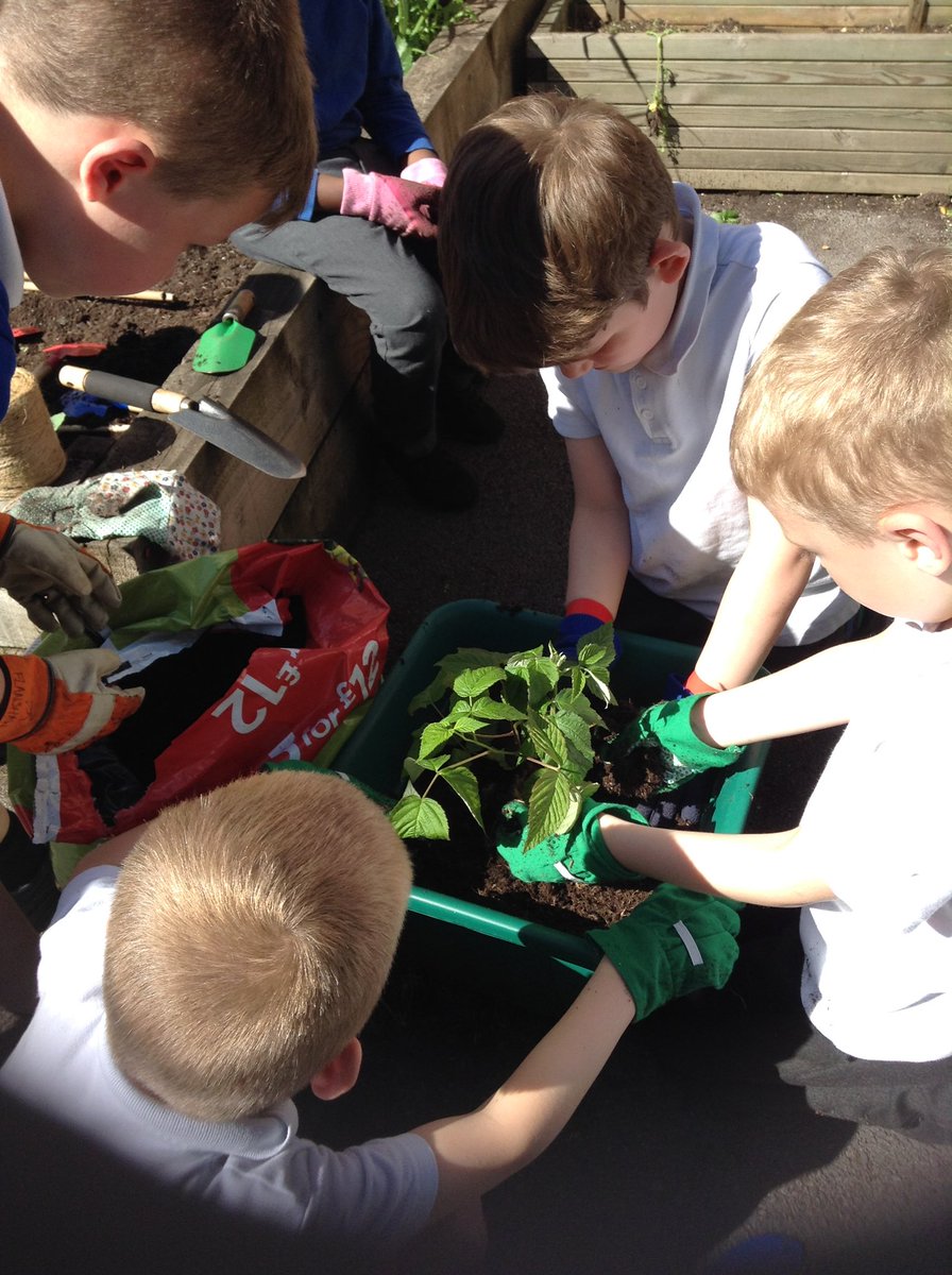 FlanshawJIN's tweet photo. In Gardening club this week we planted runner beans, cauliflower, tomatoes and a raspberry bush #activeants #ecowarriors https://t.co/1EHh6UhUJH