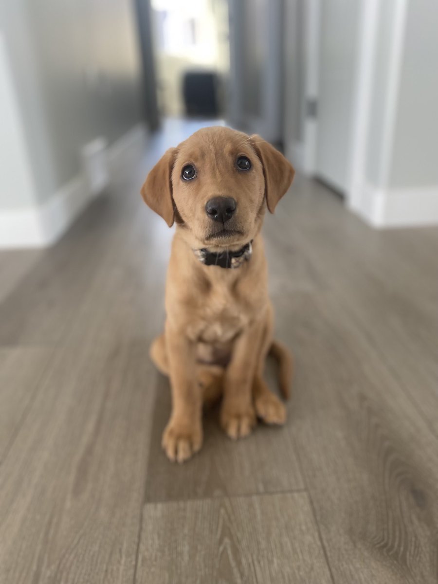 olsonleah's tweet photo. #ThrowbackThursday #3mos #retriever https://t.co/dS8bgXTMVN