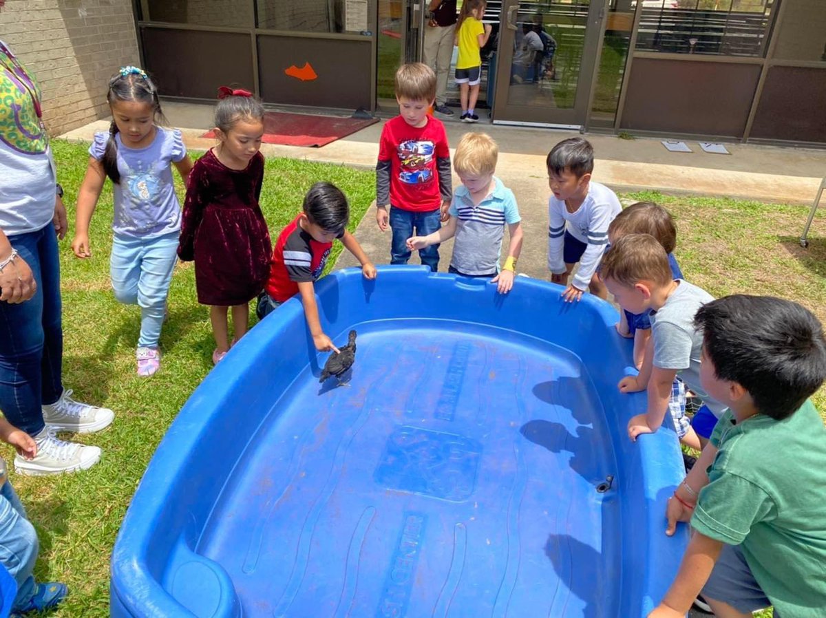 PreK petting our school chicks, Sheldon and Chicky Cha Cha! 🐓