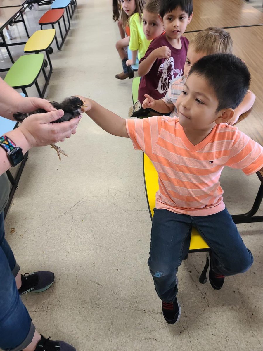WildPeachCBISD's tweet photo. PreK petting our school chicks, Sheldon and Chicky Cha Cha! 🐓 https://t.co/1CGsc3R9LT