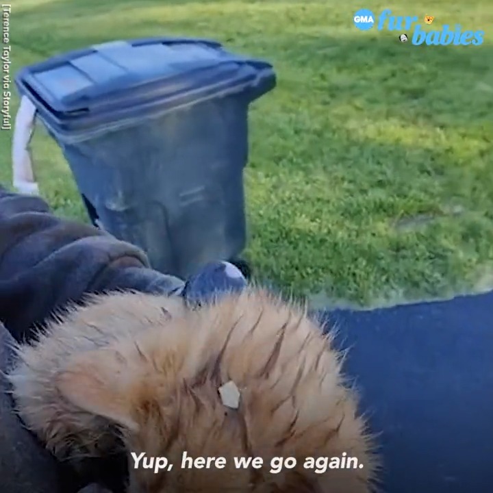 Good Morning America on Twitter "This sanitation worker rescued three