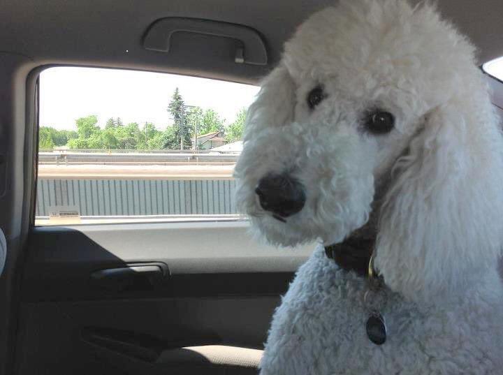 Micheline Gamache tweet media